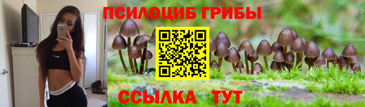 Псилоцибиновые грибы Psilocybe Киров
